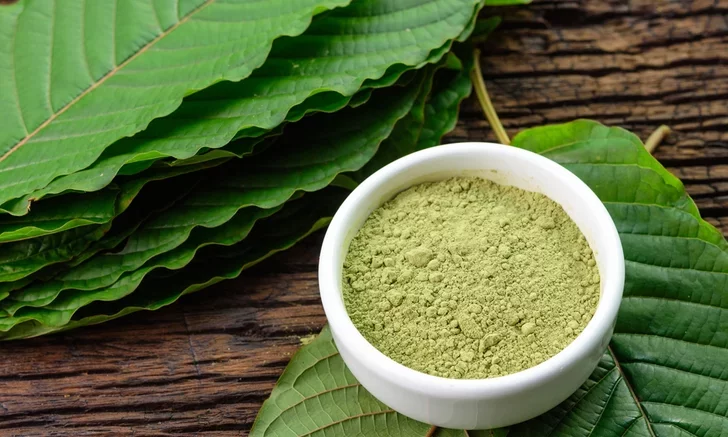 8 dangers - side effects from eating Kratom leaves should know before eating